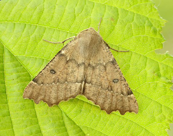 70.240 BF1920 Scalloped Hazel Odontopera bidentata