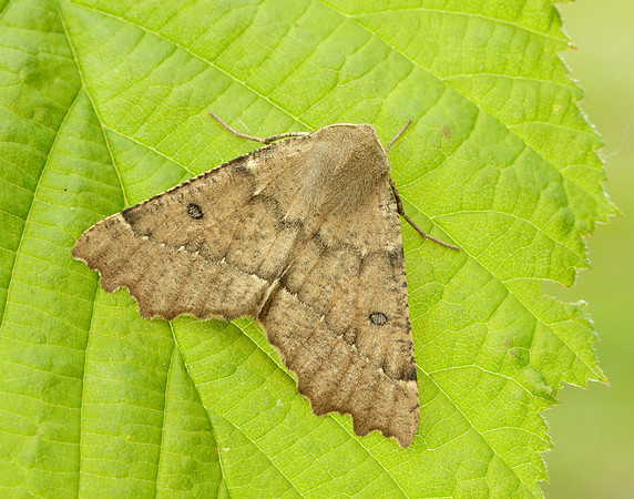 70.240 BF1920 Scalloped Hazel Odontopera bidentata