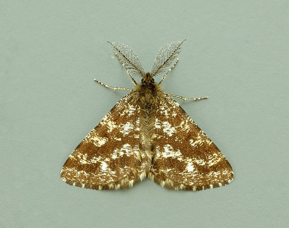 70.275 BF1952 Common Heath Ematurga atomaria