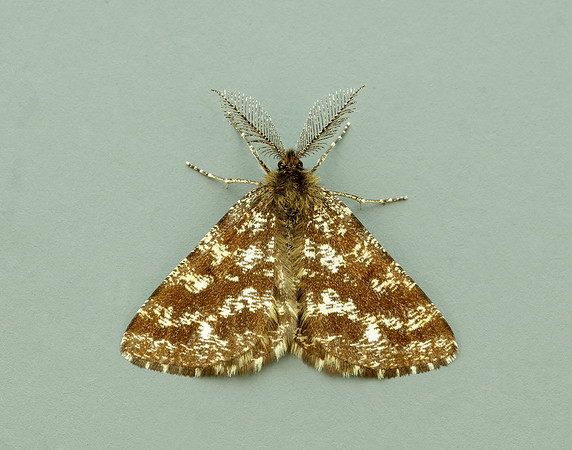 70.275 BF1952 Common Heath Ematurga atomaria