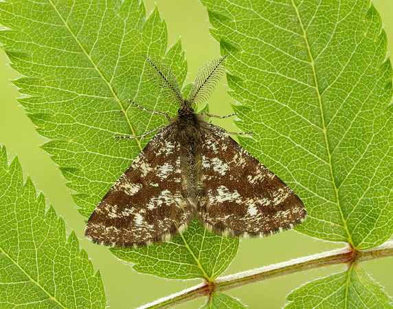 70.275 BF1952 Common Heath Ematurga atomaria