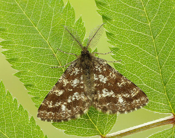 70.275 BF1952 Common Heath Ematurga atomaria