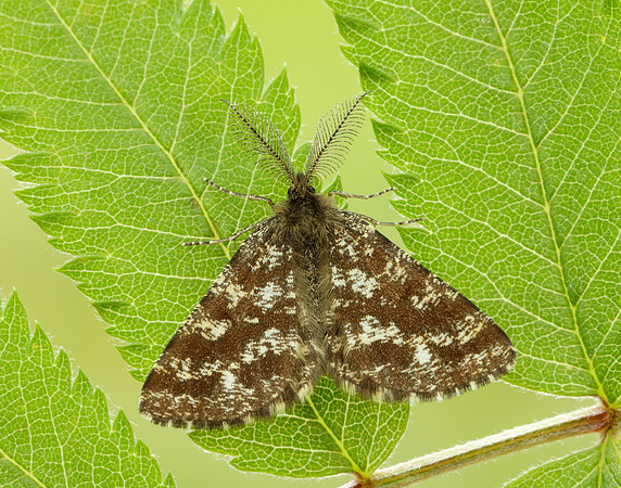 70.275 BF1952 Common Heath Ematurga atomaria