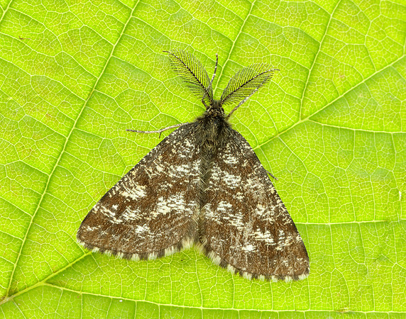 70.275 BF1952 Common Heath Ematurga atomaria