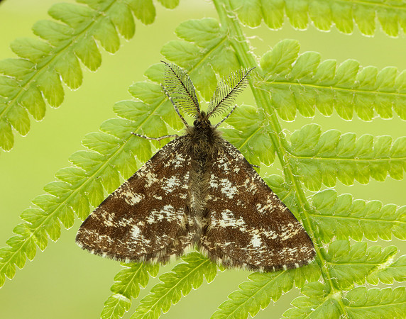 70.275 BF1952 Common Heath Ematurga atomaria