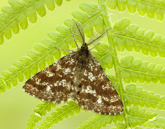 70.275 BF1952 Common Heath Ematurga atomaria