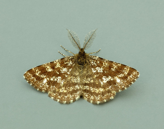 70.275 BF1952 Common Heath Ematurga atomaria