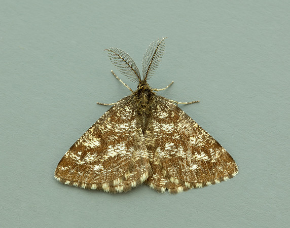 70.275 BF1952 Common Heath Ematurga atomaria
