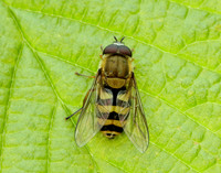 Bog Hoverfly Sericomyia silentis