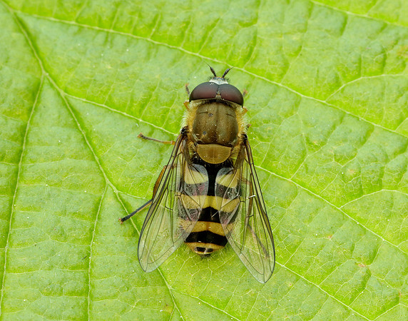 Bog Hoverfly Sericomyia silentis