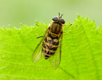 Bog Hoverfly Sericomyia silentis