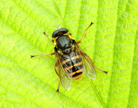 Bog Hoverfly Sericomyia silentis