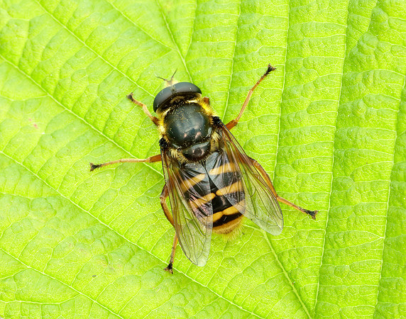 Bog Hoverfly Sericomyia silentis
