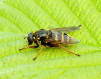 Bog Hoverfly Sericomyia silentis