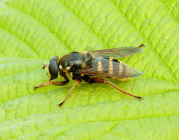 Bog Hoverfly Sericomyia silentis