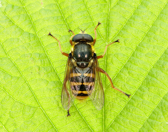 Bog Hoverfly Sericomyia silentis