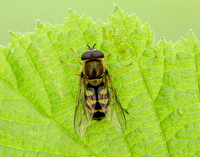 Bog Hoverfly Sericomyia silentis