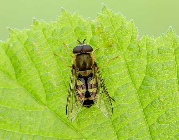 Bog Hoverfly Sericomyia silentis