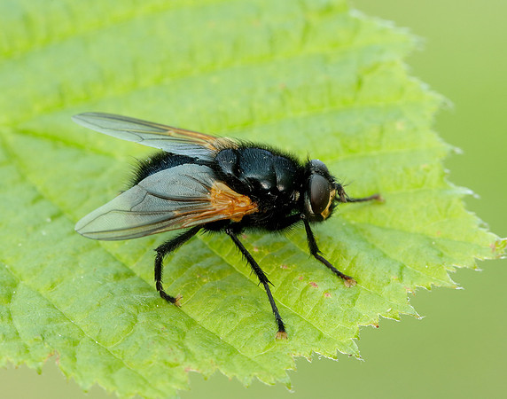 Noon Fly Mesembrina meridiana