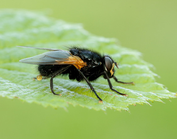 Noon Fly Mesembrina meridiana