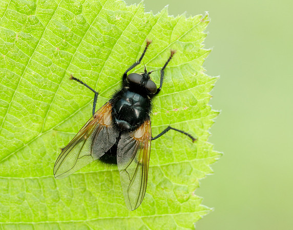 Noon Fly Mesembrina meridiana