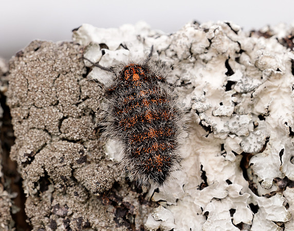 70.249 BF1929 Rannoch Brindled Beauty Lycia lapponaria