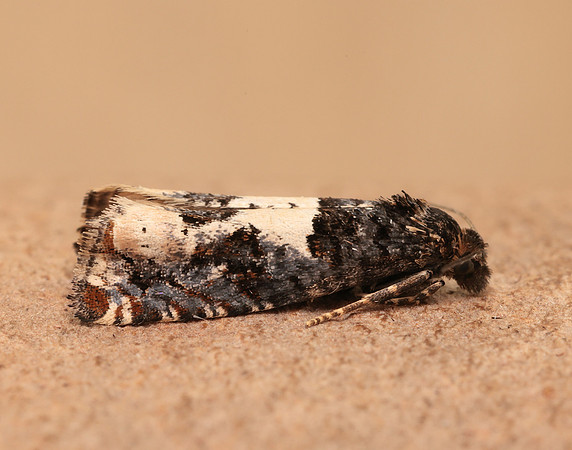 49.285 BF1184 Epiblema scutulana