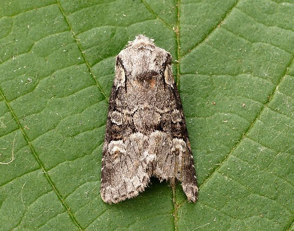 73.220 BF2225 Minor Shoulder-knot Brachylomia viminalis