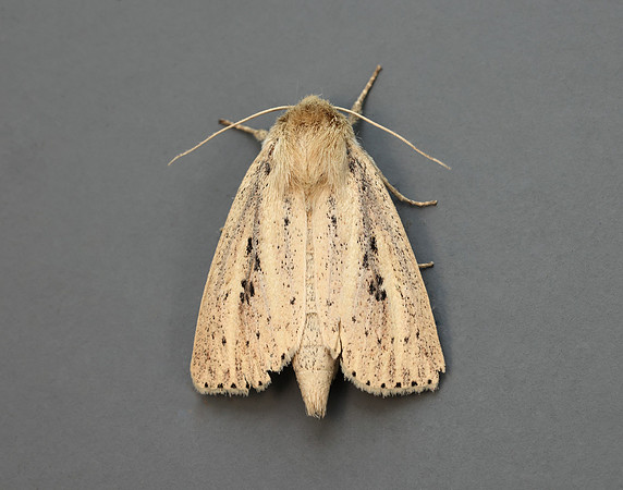 73.151 BF2373 Webb's Wainscot Globia sparganii