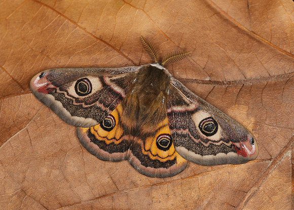68.001BF 1643 Emperor Moth Saturnia pavonia