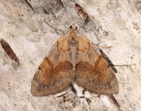 70.077 BF1767 Pine Carpet Pennithera firmata