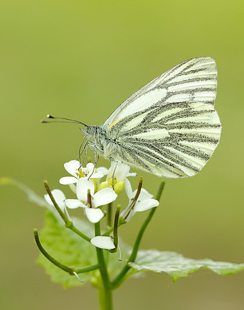 Green-veined White Pieris napi