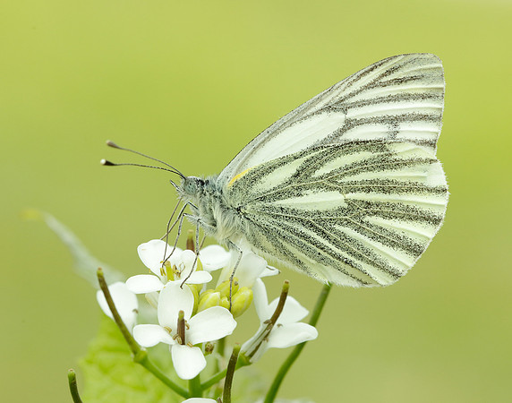 Green-veined White Pieris napi