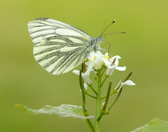 Green-veined White Pieris napi