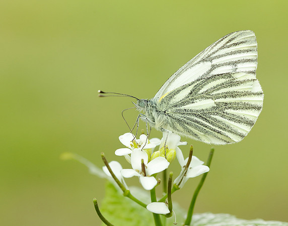 Green-veined White Pieris napi
