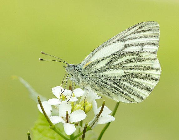 Green-veined White Pieris napi