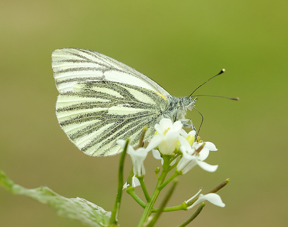 Green-veined White Pieris napi