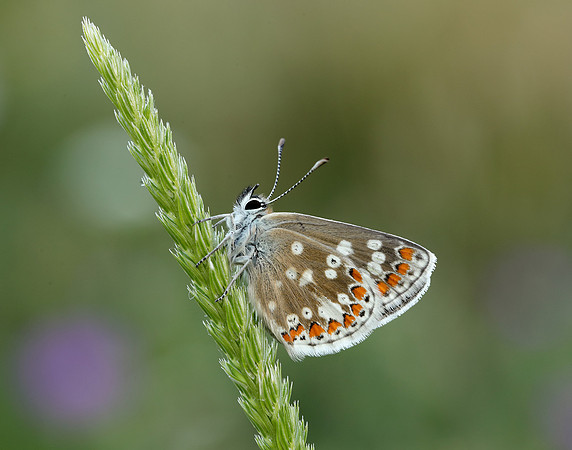 Northern Brown Argus Aricia artaxerxes artaxerxes