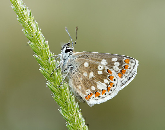 Northern Brown Argus Aricia artaxerxes artaxerxes