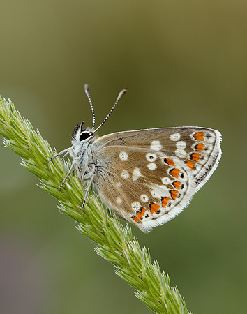Northern Brown Argus Aricia artaxerxes artaxerxes