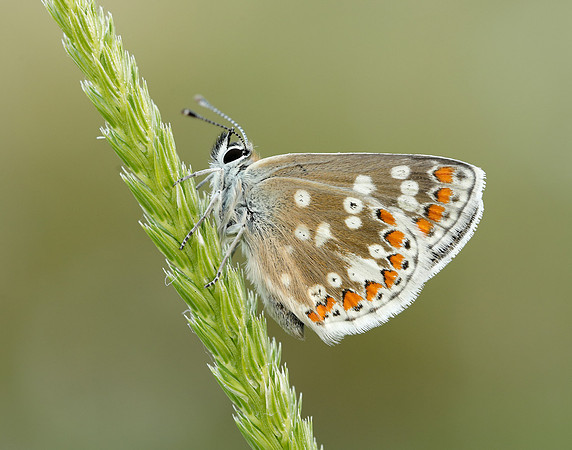 Northern Brown Argus Aricia artaxerxes artaxerxes