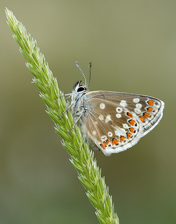 Northern Brown Argus Aricia artaxerxes artaxerxes