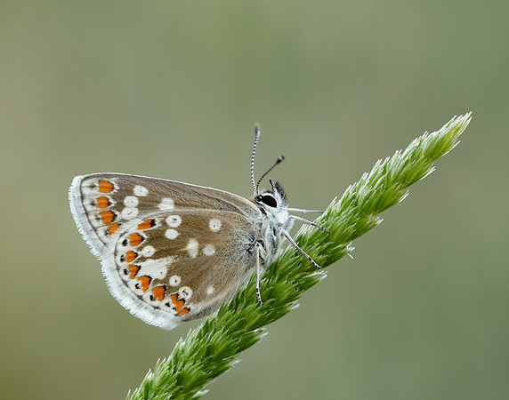 Northern Brown Argus Aricia artaxerxes artaxerxes