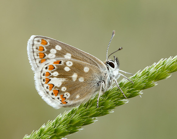 Northern Brown Argus Aricia artaxerxes artaxerxes