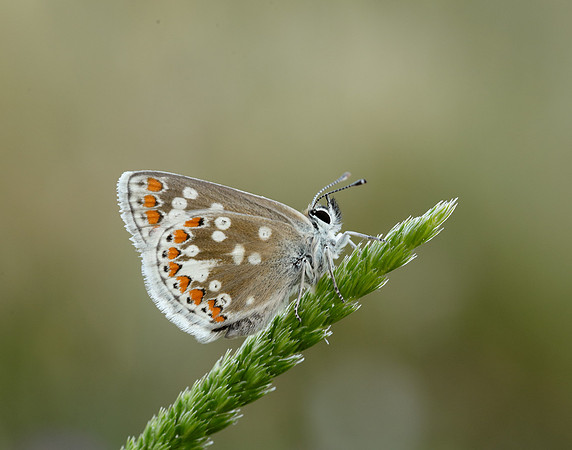 Northern Brown Argus Aricia artaxerxes artaxerxes