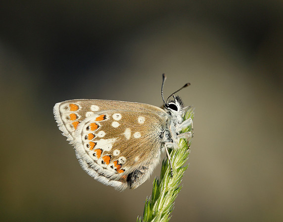 Northern Brown Argus Aricia artaxerxes artaxerxes