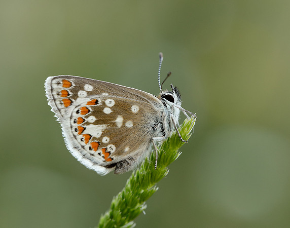 Northern Brown Argus Aricia artaxerxes artaxerxes