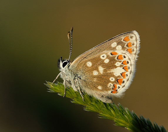 Northern Brown Argus Aricia artaxerxes artaxerxes