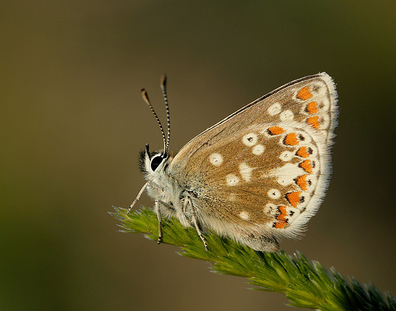 Northern Brown Argus Aricia artaxerxes artaxerxes