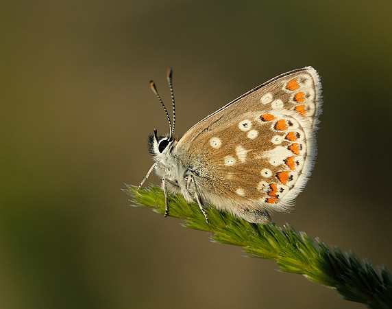 Northern Brown Argus Aricia artaxerxes artaxerxes